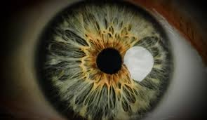 Image result for Iris