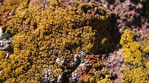 Attēlu rezultāti vaicājumam “Candelariella sp.”