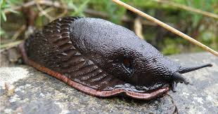 Attēlu rezultāti vaicājumam “Arion rufus”