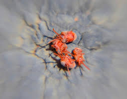 Attēlu rezultāti vaicājumam “Trombidiidae”