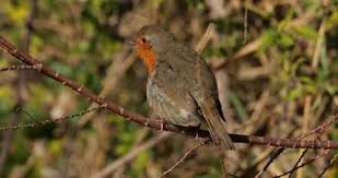 Attēlu rezultāti vaicājumam “Erithacus rubecula”