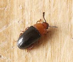 Attēlu rezultāti vaicājumam “Triplax russica”