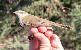 Image result for Acrocephalus agricola