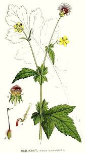 Image result for Geum urbanum
