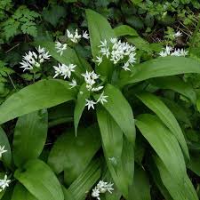 Attēlu rezultāti vaicājumam “Allium ursinum leaf”