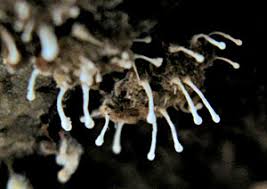 Attēlu rezultāti vaicājumam “Hemitrichia chrysospora macro”