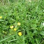 Attēlu rezultāti vaicājumam “Ranunculus lanuginosus leaf”