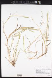 Attēlu rezultāti vaicājumam “Stemonitopsis aequalis (var. aequalis)”