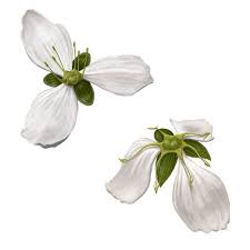 Attēlu rezultāti vaicājumam “Alismataceae”