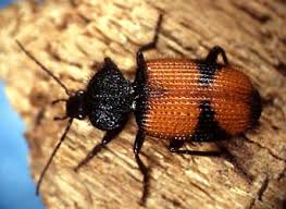 Attēlu rezultāti vaicājumam “Panagaeus cruxmajor”