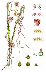 Attēlu rezultāti vaicājumam “Cuscuta europaea”