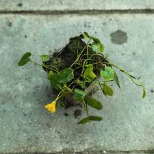 Image result for Seekanne