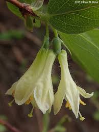 Attēlu rezultāti vaicājumam “Lonicera caerulea var. pallasii flower”