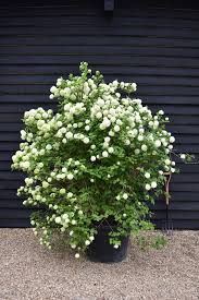 Attēlu rezultāti vaicājumam “Viburnum opulus flower”