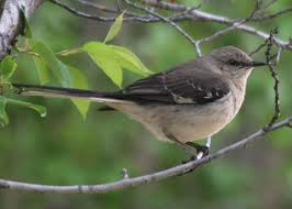 Image result for Mimus polyglottos