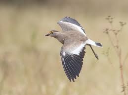 Attēlu rezultāti vaicājumam “Vanellus vanellus adult”