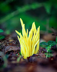 Attēlu rezultāti vaicājumam “Tremellodendropsis tuberosa”