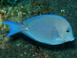 Image result for Acanthurus coeruleus