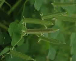 Attēlu rezultāti vaicājumam “Oxalis corniculata fruit”
