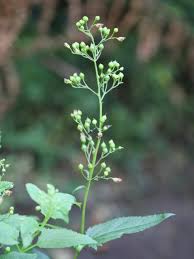 Attēlu rezultāti vaicājumam “Scrophularia nodosa leaf”
