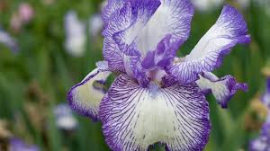 Image result for Iris