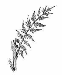 Attēlu rezultāti vaicājumam “Cardamine impatiens leaf”