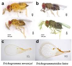 Attēlu rezultāti vaicājumam “Trichia flavicoma macro”