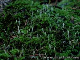 Attēlu rezultāti vaicājumam “Eocronartium muscicola”