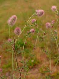 Attēlu rezultāti vaicājumam “Trifolium arvense leaf”