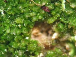 Attēlu rezultāti vaicājumam “Cephaloziella hampeana”