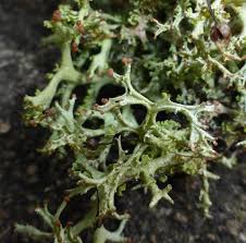 Attēlu rezultāti vaicājumam “Cladonia botrytes”