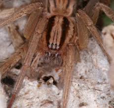 Attēlu rezultāti vaicājumam “Miturgidae”