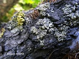 Attēlu rezultāti vaicājumam “Parmeliopsis ambigua”