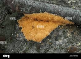 Attēlu rezultāti vaicājumam “Dictydiaethalium plumbeum young”