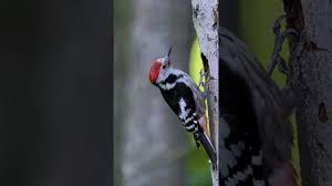 Attēlu rezultāti vaicājumam “Dendrocopos medius”