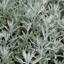 Image result for Artemisia caudata