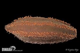 Image result for Cucumaria frondosa