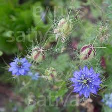 Image result for Nigella damascena