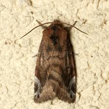 Attēlu rezultāti vaicājumam “Cosmia pyralina”