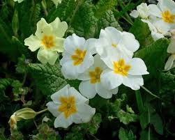 Image result for Primula malacoides