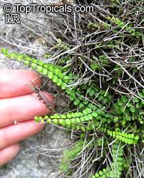 Attēlu rezultāti vaicājumam “Asplenium trichomanes”