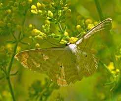Attēlu rezultāti vaicājumam “Idaea sylvestraria”