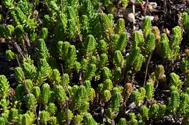 Attēlu rezultāti vaicājumam “Sedum sexangulare”