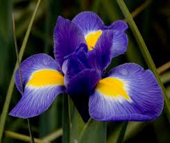 Attēlu rezultāti vaicājumam “Iridaceae”