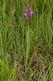 Attēlu rezultāti vaicājumam “Dactylorhiza traunsteineri”
