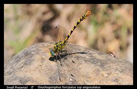 Attēlu rezultāti vaicājumam “Onychogomphus forcipatus”