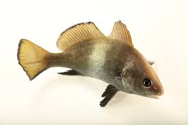 Image result for Sciaena umbra