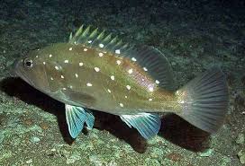 Image result for Hyporthodus niveatus