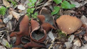 Attēlu rezultāti vaicājumam “Otidea bufonia”