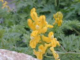 Attēlu rezultāti vaicājumam “Corydalis”